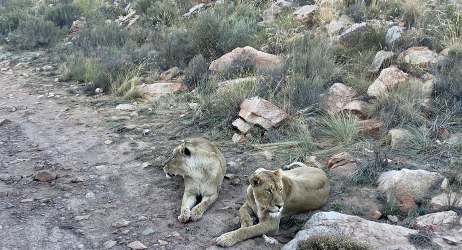 Kruger NP leeuw Zuid Afrika groepsrondreis 5